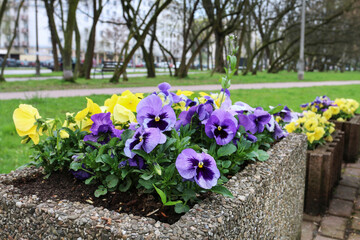 Decoration with pansy flowers in public park.