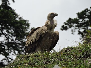 himalayan griffon