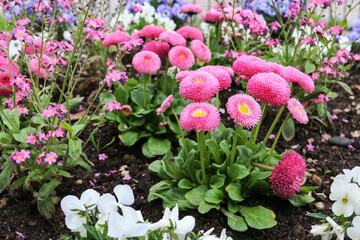 Flower bed with daisies and pansy flowers.