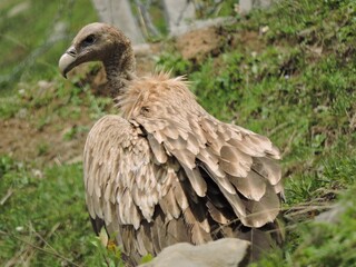 himalayan griffon