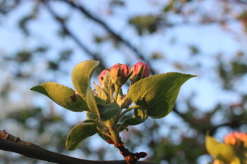 Pąki jabłoni 3 - macro