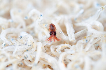 チリメンジャコの中で見つけたイカの幼生 クロースアップ 日本