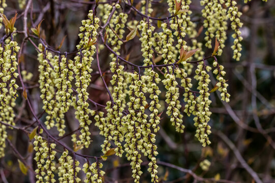 Cluster of 
Stachyurus chinensis Celina flowers in spring