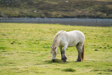 Loch Lee Glen Esk Circular Walk is a 15.8 kilometre loop trail located near Brechin. The trail is primarily used for hiking, walking, nature trips. Horse in hill.
