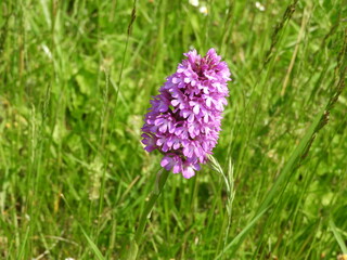 Orchidée sauvage, Orchis pyramidal