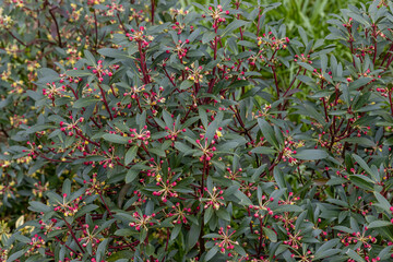 Tasmannia lanceolata Red Spice shrub in flower in spring