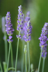 ラベンダーの花