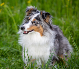 blue-merle Sheltie-Hündin, 9 Monate alt