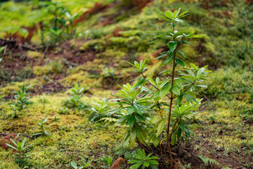 Plant in the forest. Calm place near The Falls of Foyers.