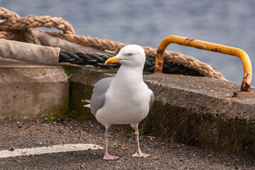 A spring 3 shot HDR image of a European Herring Gull, Larus argentatus, standing on a harbour wall at Carradale, Kintyre, Scotland