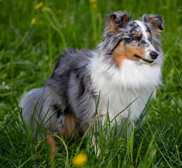 Neun Monate alte blue-merle Sheltie-Hündin