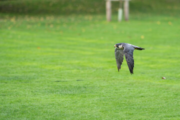 Falconry. View of a Peregrine Falcon (Falco peregrinus) flying over the angic lawn.