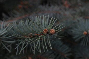 igły świerka 1 - macro © Krzysztof