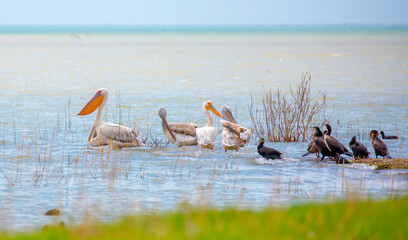 A flock of pelican birds walks along the blue lake of Cyprus. Flying pelicans in the blue sky. Waterfowl at the nesting site.