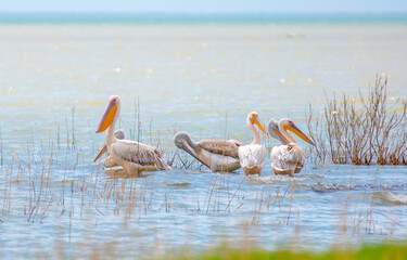 A flock of pelican birds walks along the blue lake of Cyprus. Flying pelicans in the blue sky. Waterfowl at the nesting site.