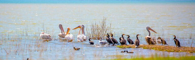 A flock of pelican birds walks along the blue lake of Cyprus. Flying pelicans in the blue sky. Waterfowl at the nesting site.