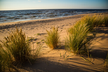 Beautiful beach grass at the Baltic sea during sunset hours. Seaside scenery in Northern Europe.