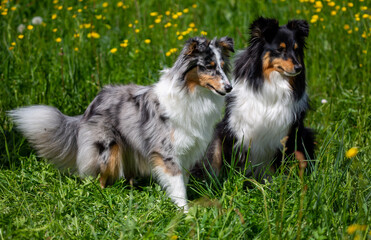 Zwei Sheltie-Hündinnen in der Frühlingswiese