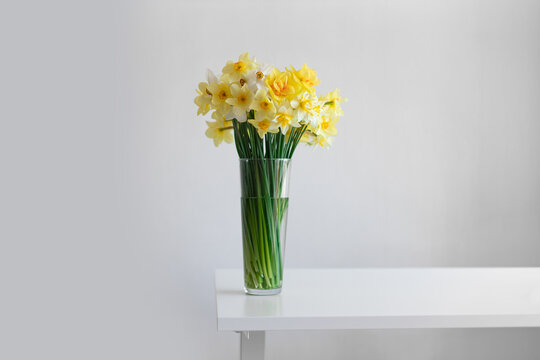 Yellow spring daffodils flowers in glass vase on white minimal table on gray wall background. Empty grey wall and copy space. Home interior decor.