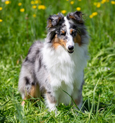 Wunderschöne blue-merle Sheltie-Hündin