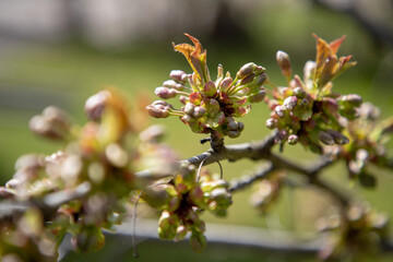 branch of a tree in spring