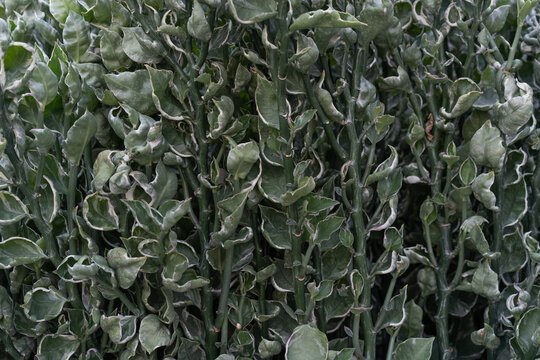 Pedilanthus tithymaloides  in a large bush