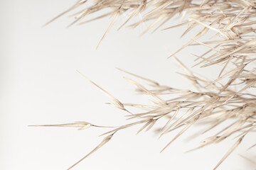 Obraz premium Fragile elegant romantic dry flowers reed rush cane buds for wedding invitation with place for text on light background macro