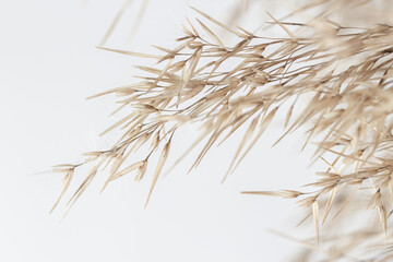 Fragile elegant romantic dry flowers reed rush cane buds for wedding invitation on light background macro