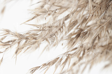 Fragile elegant romantic dry flowers reed rush cane buds with branches on light background macro