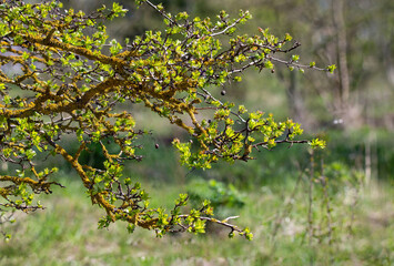 Shrub branches covered with large amounts of yellow lichen