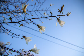 Magnolia blooms