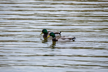 Two ducks swimming on the undulating water of the lake