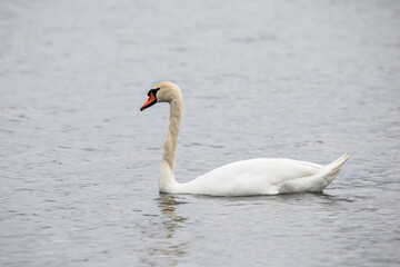 Young white swan swimming on the calm water of the lake