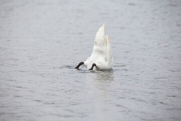 The back of a swan sticking out of the lake water. A white swan dives into the water to get food