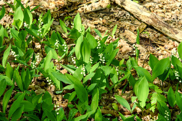 lily of the valley flowers