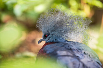 Close up Victoria crowned pigeon in grass.