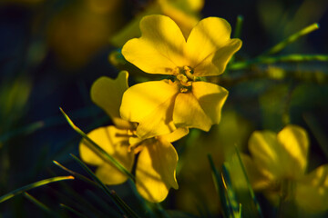 yellow flowers in the wind