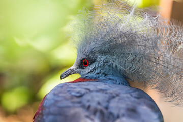 Close up Victoria crowned pigeon in grass.