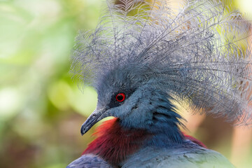 Close up Victoria crowned pigeon with blur background.