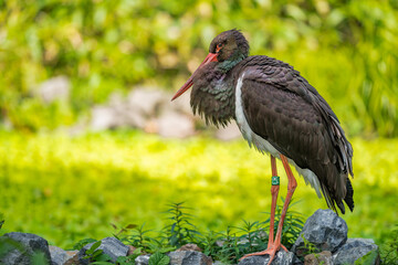 Black stork standing on rocks. Ciconia nigr-a is a large bird in the stork family Ciconiidae. Live in Europe and Asia.