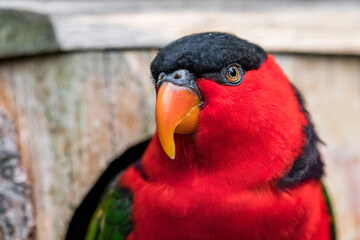 Black-capped lory (Lorius lory erythrothorax), also known as the tricolored lory. Wildlife animal. full of colors. It is a parrot found in New Guinea and adjacent smaller islands.