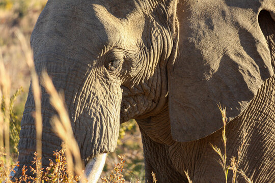 Pilanesberg Game reserve Elephant
