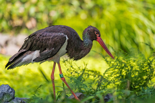 Black stork walking in grass on green blur background. Ciconia nigr a is a large bird in the stork family Ciconiidae. Live in Europe and Asia.