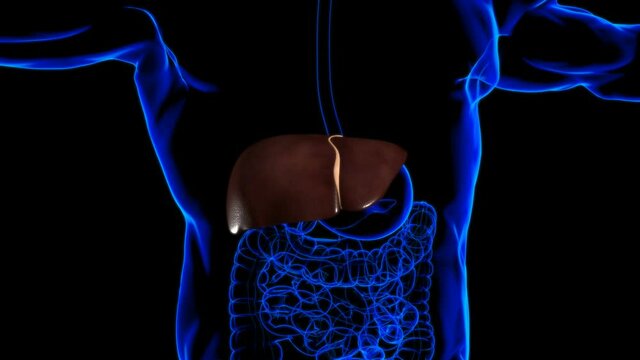 Human Liver Anatomy With Digestive System For Medical Concept