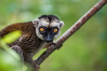 The white-headed lemur (Eulemur albifrons), also known as the white-headed brown lemur or white-fronted lemur, is a species of primate in the family Lemuridae. Sitting on the branch.