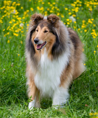 Wunderschöne 8-jährige Collie-Hündin