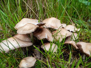 mushrooms in the grass, close-up