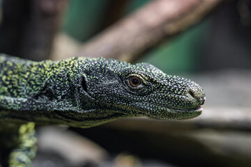 Asian water monitor - Varanus salvator also common water monitor, large varanid lizard native to South and Southeast Asia (kabaragoya, two-banded monitor, rice lizard, ring lizard, plain lizard.