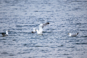 Several seagulls floating on the surface of the water. One seagull raised its wings high and is about to fly