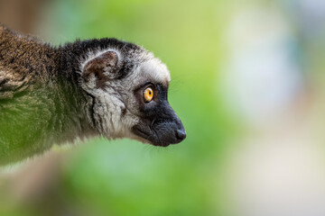 The white-headed lemur (Eulemur albifrons), also known as white-headed brown, white-fronted brown or white-fronted lemur, is a species of primate in the family Lemuridae. Close up portrait oof head.